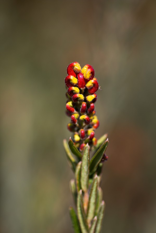 Grevillea Flower Hand Fist by Joy Watson